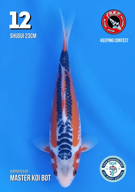 Lelang Koi Online, Jual Beli Ikan Koi, Pusat Jual Beli Koi, Info Lelang Koi Hari Ini, Platform Jual Beli Koi, Jual Beli Ikan Koi Online, Marketplace Ikan Koi, Jual Koi Terbaik, Tempat Beli Koi Berkualitas, Pasar Ikan Koi Online Terpercaya, Penjual Ikan Koi Terpercaya, Beli Koi Hias Online, Ikan Koi untuk Dijual, Koi Kualitas Terbaik, Toko Online Ikan Koi, Koi Hias Untuk Dijual, Jual Beli Ikan Koi Lokal, Koi Indonesia Online, Pusat Jual Beli Koi Terbesar