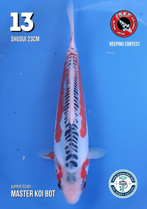 Lelang Koi Online, Jual Beli Ikan Koi, Pusat Jual Beli Koi, Info Lelang Koi Hari Ini, Platform Jual Beli Koi, Jual Beli Ikan Koi Online, Marketplace Ikan Koi, Jual Koi Terbaik, Tempat Beli Koi Berkualitas, Pasar Ikan Koi Online Terpercaya, Penjual Ikan Koi Terpercaya, Beli Koi Hias Online, Ikan Koi untuk Dijual, Koi Kualitas Terbaik, Toko Online Ikan Koi, Koi Hias Untuk Dijual, Jual Beli Ikan Koi Lokal, Koi Indonesia Online, Pusat Jual Beli Koi Terbesar