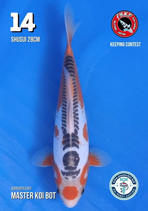 Lelang Koi Online, Jual Beli Ikan Koi, Pusat Jual Beli Koi, Info Lelang Koi Hari Ini, Platform Jual Beli Koi, Jual Beli Ikan Koi Online, Marketplace Ikan Koi, Jual Koi Terbaik, Tempat Beli Koi Berkualitas, Pasar Ikan Koi Online Terpercaya, Penjual Ikan Koi Terpercaya, Beli Koi Hias Online, Ikan Koi untuk Dijual, Koi Kualitas Terbaik, Toko Online Ikan Koi, Koi Hias Untuk Dijual, Jual Beli Ikan Koi Lokal, Koi Indonesia Online, Pusat Jual Beli Koi Terbesar