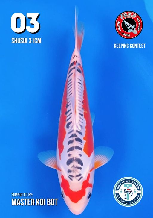 Lelang Koi Online, Jual Beli Ikan Koi, Pusat Jual Beli Koi, Info Lelang Koi Hari Ini, Platform Jual Beli Koi, Jual Beli Ikan Koi Online, Marketplace Ikan Koi, Jual Koi Terbaik, Tempat Beli Koi Berkualitas, Pasar Ikan Koi Online Terpercaya, Penjual Ikan Koi Terpercaya, Beli Koi Hias Online, Ikan Koi untuk Dijual, Koi Kualitas Terbaik, Toko Online Ikan Koi, Koi Hias Untuk Dijual, Jual Beli Ikan Koi Lokal, Koi Indonesia Online, Pusat Jual Beli Koi Terbesar
