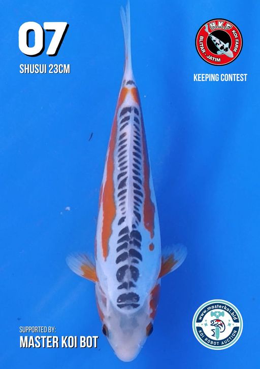 Lelang Koi Online, Jual Beli Ikan Koi, Pusat Jual Beli Koi, Info Lelang Koi Hari Ini, Platform Jual Beli Koi, Jual Beli Ikan Koi Online, Marketplace Ikan Koi, Jual Koi Terbaik, Tempat Beli Koi Berkualitas, Pasar Ikan Koi Online Terpercaya, Penjual Ikan Koi Terpercaya, Beli Koi Hias Online, Ikan Koi untuk Dijual, Koi Kualitas Terbaik, Toko Online Ikan Koi, Koi Hias Untuk Dijual, Jual Beli Ikan Koi Lokal, Koi Indonesia Online, Pusat Jual Beli Koi Terbesar