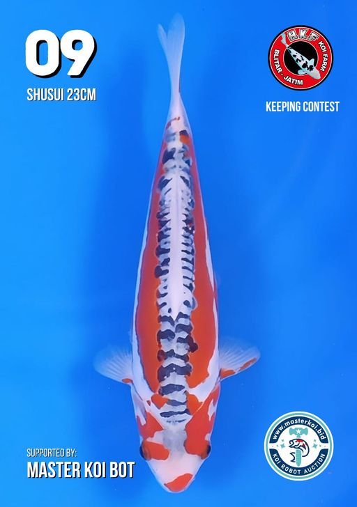 Lelang Koi Online, Jual Beli Ikan Koi, Pusat Jual Beli Koi, Info Lelang Koi Hari Ini, Platform Jual Beli Koi, Jual Beli Ikan Koi Online, Marketplace Ikan Koi, Jual Koi Terbaik, Tempat Beli Koi Berkualitas, Pasar Ikan Koi Online Terpercaya, Penjual Ikan Koi Terpercaya, Beli Koi Hias Online, Ikan Koi untuk Dijual, Koi Kualitas Terbaik, Toko Online Ikan Koi, Koi Hias Untuk Dijual, Jual Beli Ikan Koi Lokal, Koi Indonesia Online, Pusat Jual Beli Koi Terbesar