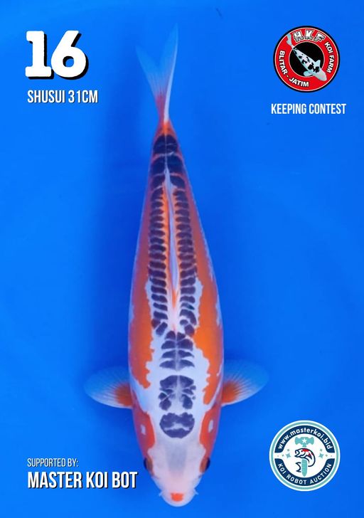 Lelang Koi Online, Jual Beli Ikan Koi, Pusat Jual Beli Koi, Info Lelang Koi Hari Ini, Platform Jual Beli Koi, Jual Beli Ikan Koi Online, Marketplace Ikan Koi, Jual Koi Terbaik, Tempat Beli Koi Berkualitas, Pasar Ikan Koi Online Terpercaya, Penjual Ikan Koi Terpercaya, Beli Koi Hias Online, Ikan Koi untuk Dijual, Koi Kualitas Terbaik, Toko Online Ikan Koi, Koi Hias Untuk Dijual, Jual Beli Ikan Koi Lokal, Koi Indonesia Online, Pusat Jual Beli Koi Terbesar
