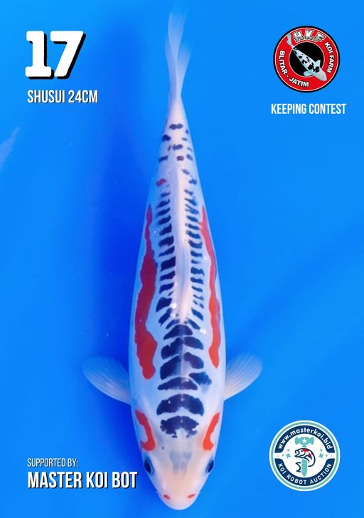 Lelang Koi Online, Jual Beli Ikan Koi, Pusat Jual Beli Koi, Info Lelang Koi Hari Ini, Platform Jual Beli Koi, Jual Beli Ikan Koi Online, Marketplace Ikan Koi, Jual Koi Terbaik, Tempat Beli Koi Berkualitas, Pasar Ikan Koi Online Terpercaya, Penjual Ikan Koi Terpercaya, Beli Koi Hias Online, Ikan Koi untuk Dijual, Koi Kualitas Terbaik, Toko Online Ikan Koi, Koi Hias Untuk Dijual, Jual Beli Ikan Koi Lokal, Koi Indonesia Online, Pusat Jual Beli Koi Terbesar