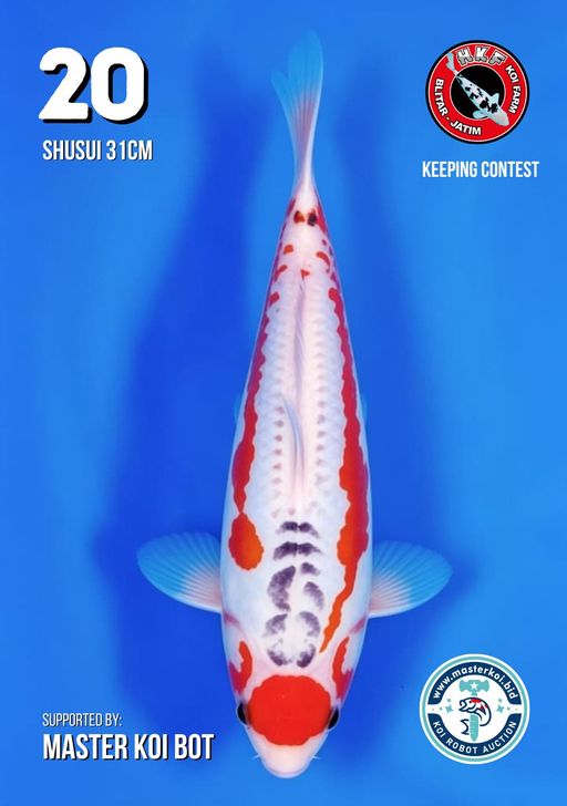 Lelang Koi Online, Jual Beli Ikan Koi, Pusat Jual Beli Koi, Info Lelang Koi Hari Ini, Platform Jual Beli Koi, Jual Beli Ikan Koi Online, Marketplace Ikan Koi, Jual Koi Terbaik, Tempat Beli Koi Berkualitas, Pasar Ikan Koi Online Terpercaya, Penjual Ikan Koi Terpercaya, Beli Koi Hias Online, Ikan Koi untuk Dijual, Koi Kualitas Terbaik, Toko Online Ikan Koi, Koi Hias Untuk Dijual, Jual Beli Ikan Koi Lokal, Koi Indonesia Online, Pusat Jual Beli Koi Terbesar