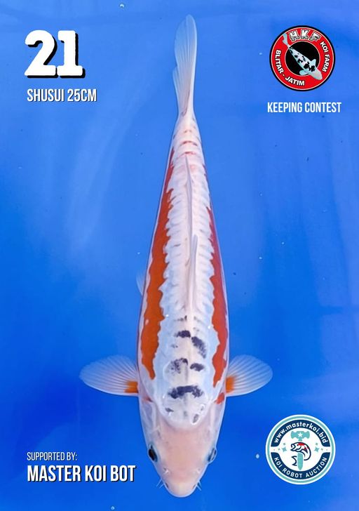 Lelang Koi Online, Jual Beli Ikan Koi, Pusat Jual Beli Koi, Info Lelang Koi Hari Ini, Platform Jual Beli Koi, Jual Beli Ikan Koi Online, Marketplace Ikan Koi, Jual Koi Terbaik, Tempat Beli Koi Berkualitas, Pasar Ikan Koi Online Terpercaya, Penjual Ikan Koi Terpercaya, Beli Koi Hias Online, Ikan Koi untuk Dijual, Koi Kualitas Terbaik, Toko Online Ikan Koi, Koi Hias Untuk Dijual, Jual Beli Ikan Koi Lokal, Koi Indonesia Online, Pusat Jual Beli Koi Terbesar