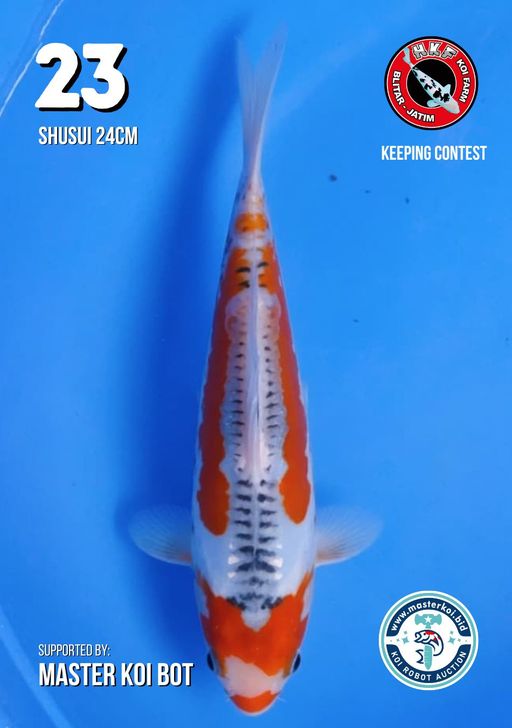 Lelang Koi Online, Jual Beli Ikan Koi, Pusat Jual Beli Koi, Info Lelang Koi Hari Ini, Platform Jual Beli Koi, Jual Beli Ikan Koi Online, Marketplace Ikan Koi, Jual Koi Terbaik, Tempat Beli Koi Berkualitas, Pasar Ikan Koi Online Terpercaya, Penjual Ikan Koi Terpercaya, Beli Koi Hias Online, Ikan Koi untuk Dijual, Koi Kualitas Terbaik, Toko Online Ikan Koi, Koi Hias Untuk Dijual, Jual Beli Ikan Koi Lokal, Koi Indonesia Online, Pusat Jual Beli Koi Terbesar