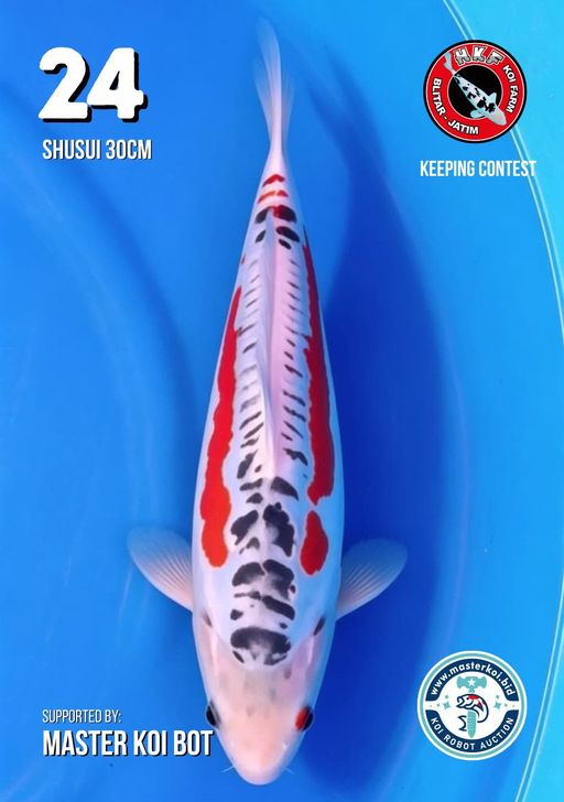 Lelang Koi Online, Jual Beli Ikan Koi, Pusat Jual Beli Koi, Info Lelang Koi Hari Ini, Platform Jual Beli Koi, Jual Beli Ikan Koi Online, Marketplace Ikan Koi, Jual Koi Terbaik, Tempat Beli Koi Berkualitas, Pasar Ikan Koi Online Terpercaya, Penjual Ikan Koi Terpercaya, Beli Koi Hias Online, Ikan Koi untuk Dijual, Koi Kualitas Terbaik, Toko Online Ikan Koi, Koi Hias Untuk Dijual, Jual Beli Ikan Koi Lokal, Koi Indonesia Online, Pusat Jual Beli Koi Terbesar