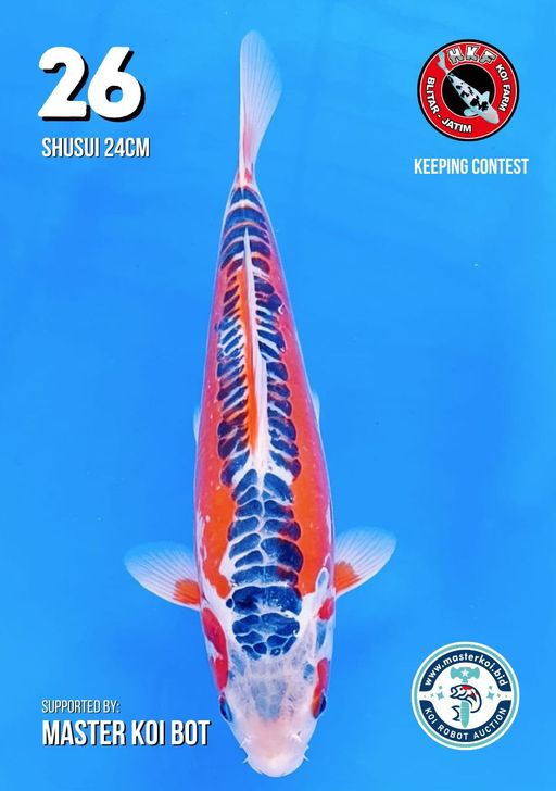 Lelang Koi Online, Jual Beli Ikan Koi, Pusat Jual Beli Koi, Info Lelang Koi Hari Ini, Platform Jual Beli Koi, Jual Beli Ikan Koi Online, Marketplace Ikan Koi, Jual Koi Terbaik, Tempat Beli Koi Berkualitas, Pasar Ikan Koi Online Terpercaya, Penjual Ikan Koi Terpercaya, Beli Koi Hias Online, Ikan Koi untuk Dijual, Koi Kualitas Terbaik, Toko Online Ikan Koi, Koi Hias Untuk Dijual, Jual Beli Ikan Koi Lokal, Koi Indonesia Online, Pusat Jual Beli Koi Terbesar