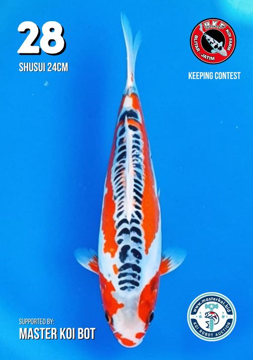 Lelang Koi Online, Jual Beli Ikan Koi, Pusat Jual Beli Koi, Info Lelang Koi Hari Ini, Platform Jual Beli Koi, Jual Beli Ikan Koi Online, Marketplace Ikan Koi, Jual Koi Terbaik, Tempat Beli Koi Berkualitas, Pasar Ikan Koi Online Terpercaya, Penjual Ikan Koi Terpercaya, Beli Koi Hias Online, Ikan Koi untuk Dijual, Koi Kualitas Terbaik, Toko Online Ikan Koi, Koi Hias Untuk Dijual, Jual Beli Ikan Koi Lokal, Koi Indonesia Online, Pusat Jual Beli Koi Terbesar