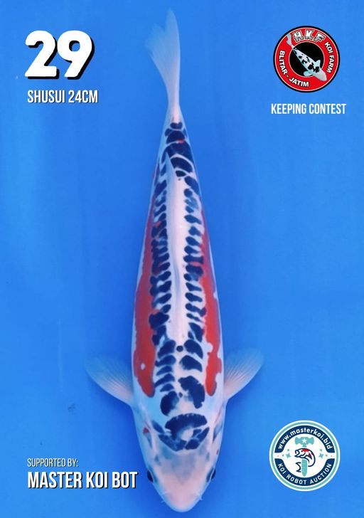 Lelang Koi Online, Jual Beli Ikan Koi, Pusat Jual Beli Koi, Info Lelang Koi Hari Ini, Platform Jual Beli Koi, Jual Beli Ikan Koi Online, Marketplace Ikan Koi, Jual Koi Terbaik, Tempat Beli Koi Berkualitas, Pasar Ikan Koi Online Terpercaya, Penjual Ikan Koi Terpercaya, Beli Koi Hias Online, Ikan Koi untuk Dijual, Koi Kualitas Terbaik, Toko Online Ikan Koi, Koi Hias Untuk Dijual, Jual Beli Ikan Koi Lokal, Koi Indonesia Online, Pusat Jual Beli Koi Terbesar