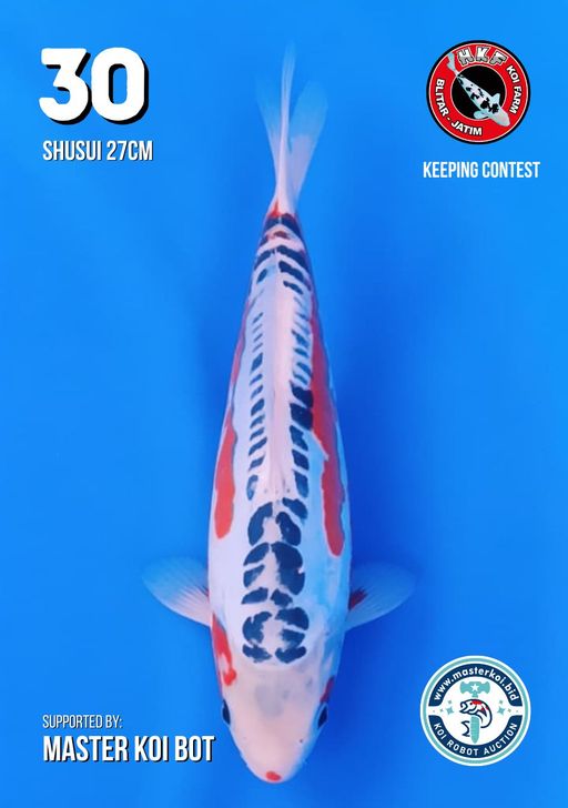 Lelang Koi Online, Jual Beli Ikan Koi, Pusat Jual Beli Koi, Info Lelang Koi Hari Ini, Platform Jual Beli Koi, Jual Beli Ikan Koi Online, Marketplace Ikan Koi, Jual Koi Terbaik, Tempat Beli Koi Berkualitas, Pasar Ikan Koi Online Terpercaya, Penjual Ikan Koi Terpercaya, Beli Koi Hias Online, Ikan Koi untuk Dijual, Koi Kualitas Terbaik, Toko Online Ikan Koi, Koi Hias Untuk Dijual, Jual Beli Ikan Koi Lokal, Koi Indonesia Online, Pusat Jual Beli Koi Terbesar
