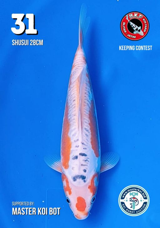 Lelang Koi Online, Jual Beli Ikan Koi, Pusat Jual Beli Koi, Info Lelang Koi Hari Ini, Platform Jual Beli Koi, Jual Beli Ikan Koi Online, Marketplace Ikan Koi, Jual Koi Terbaik, Tempat Beli Koi Berkualitas, Pasar Ikan Koi Online Terpercaya, Penjual Ikan Koi Terpercaya, Beli Koi Hias Online, Ikan Koi untuk Dijual, Koi Kualitas Terbaik, Toko Online Ikan Koi, Koi Hias Untuk Dijual, Jual Beli Ikan Koi Lokal, Koi Indonesia Online, Pusat Jual Beli Koi Terbesar