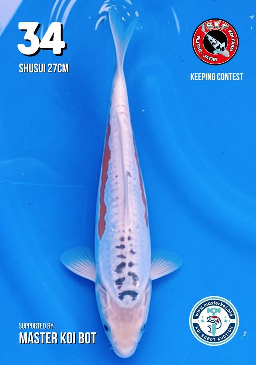 Lelang Koi Online, Jual Beli Ikan Koi, Pusat Jual Beli Koi, Info Lelang Koi Hari Ini, Platform Jual Beli Koi, Jual Beli Ikan Koi Online, Marketplace Ikan Koi, Jual Koi Terbaik, Tempat Beli Koi Berkualitas, Pasar Ikan Koi Online Terpercaya, Penjual Ikan Koi Terpercaya, Beli Koi Hias Online, Ikan Koi untuk Dijual, Koi Kualitas Terbaik, Toko Online Ikan Koi, Koi Hias Untuk Dijual, Jual Beli Ikan Koi Lokal, Koi Indonesia Online, Pusat Jual Beli Koi Terbesar