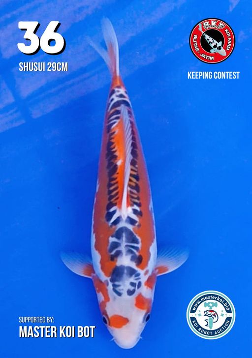 Lelang Koi Online, Jual Beli Ikan Koi, Pusat Jual Beli Koi, Info Lelang Koi Hari Ini, Platform Jual Beli Koi, Jual Beli Ikan Koi Online, Marketplace Ikan Koi, Jual Koi Terbaik, Tempat Beli Koi Berkualitas, Pasar Ikan Koi Online Terpercaya, Penjual Ikan Koi Terpercaya, Beli Koi Hias Online, Ikan Koi untuk Dijual, Koi Kualitas Terbaik, Toko Online Ikan Koi, Koi Hias Untuk Dijual, Jual Beli Ikan Koi Lokal, Koi Indonesia Online, Pusat Jual Beli Koi Terbesar