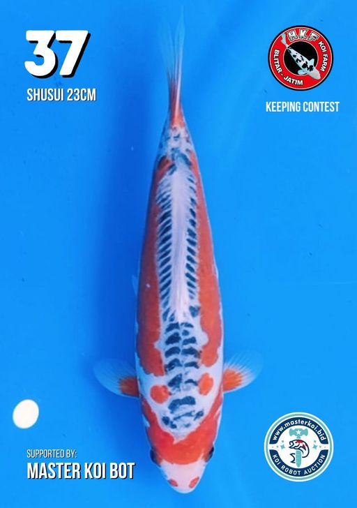 Lelang Koi Online, Jual Beli Ikan Koi, Pusat Jual Beli Koi, Info Lelang Koi Hari Ini, Platform Jual Beli Koi, Jual Beli Ikan Koi Online, Marketplace Ikan Koi, Jual Koi Terbaik, Tempat Beli Koi Berkualitas, Pasar Ikan Koi Online Terpercaya, Penjual Ikan Koi Terpercaya, Beli Koi Hias Online, Ikan Koi untuk Dijual, Koi Kualitas Terbaik, Toko Online Ikan Koi, Koi Hias Untuk Dijual, Jual Beli Ikan Koi Lokal, Koi Indonesia Online, Pusat Jual Beli Koi Terbesar