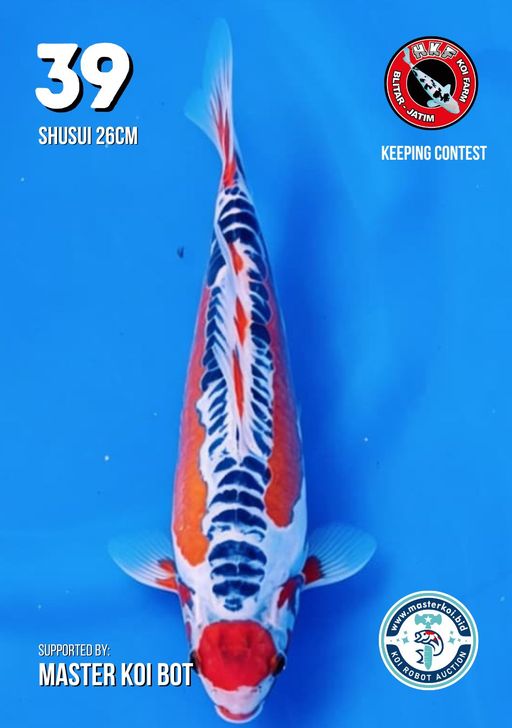 Lelang Koi Online, Jual Beli Ikan Koi, Pusat Jual Beli Koi, Info Lelang Koi Hari Ini, Platform Jual Beli Koi, Jual Beli Ikan Koi Online, Marketplace Ikan Koi, Jual Koi Terbaik, Tempat Beli Koi Berkualitas, Pasar Ikan Koi Online Terpercaya, Penjual Ikan Koi Terpercaya, Beli Koi Hias Online, Ikan Koi untuk Dijual, Koi Kualitas Terbaik, Toko Online Ikan Koi, Koi Hias Untuk Dijual, Jual Beli Ikan Koi Lokal, Koi Indonesia Online, Pusat Jual Beli Koi Terbesar
