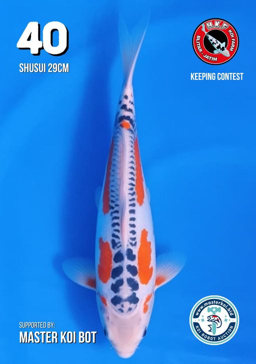 Lelang Koi Online, Jual Beli Ikan Koi, Pusat Jual Beli Koi, Info Lelang Koi Hari Ini, Platform Jual Beli Koi, Jual Beli Ikan Koi Online, Marketplace Ikan Koi, Jual Koi Terbaik, Tempat Beli Koi Berkualitas, Pasar Ikan Koi Online Terpercaya, Penjual Ikan Koi Terpercaya, Beli Koi Hias Online, Ikan Koi untuk Dijual, Koi Kualitas Terbaik, Toko Online Ikan Koi, Koi Hias Untuk Dijual, Jual Beli Ikan Koi Lokal, Koi Indonesia Online, Pusat Jual Beli Koi Terbesar