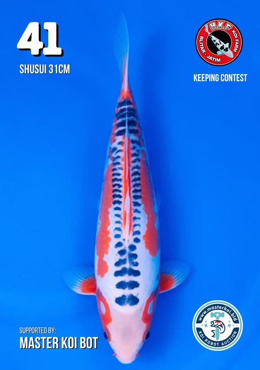 Lelang Koi Online, Jual Beli Ikan Koi, Pusat Jual Beli Koi, Info Lelang Koi Hari Ini, Platform Jual Beli Koi, Jual Beli Ikan Koi Online, Marketplace Ikan Koi, Jual Koi Terbaik, Tempat Beli Koi Berkualitas, Pasar Ikan Koi Online Terpercaya, Penjual Ikan Koi Terpercaya, Beli Koi Hias Online, Ikan Koi untuk Dijual, Koi Kualitas Terbaik, Toko Online Ikan Koi, Koi Hias Untuk Dijual, Jual Beli Ikan Koi Lokal, Koi Indonesia Online, Pusat Jual Beli Koi Terbesar