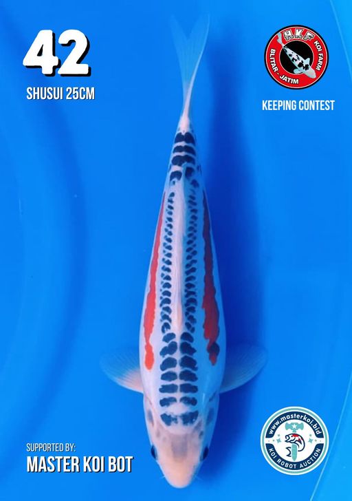 Lelang Koi Online, Jual Beli Ikan Koi, Pusat Jual Beli Koi, Info Lelang Koi Hari Ini, Platform Jual Beli Koi, Jual Beli Ikan Koi Online, Marketplace Ikan Koi, Jual Koi Terbaik, Tempat Beli Koi Berkualitas, Pasar Ikan Koi Online Terpercaya, Penjual Ikan Koi Terpercaya, Beli Koi Hias Online, Ikan Koi untuk Dijual, Koi Kualitas Terbaik, Toko Online Ikan Koi, Koi Hias Untuk Dijual, Jual Beli Ikan Koi Lokal, Koi Indonesia Online, Pusat Jual Beli Koi Terbesar