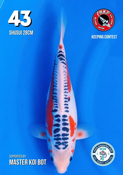 Lelang Koi Online, Jual Beli Ikan Koi, Pusat Jual Beli Koi, Info Lelang Koi Hari Ini, Platform Jual Beli Koi, Jual Beli Ikan Koi Online, Marketplace Ikan Koi, Jual Koi Terbaik, Tempat Beli Koi Berkualitas, Pasar Ikan Koi Online Terpercaya, Penjual Ikan Koi Terpercaya, Beli Koi Hias Online, Ikan Koi untuk Dijual, Koi Kualitas Terbaik, Toko Online Ikan Koi, Koi Hias Untuk Dijual, Jual Beli Ikan Koi Lokal, Koi Indonesia Online, Pusat Jual Beli Koi Terbesar