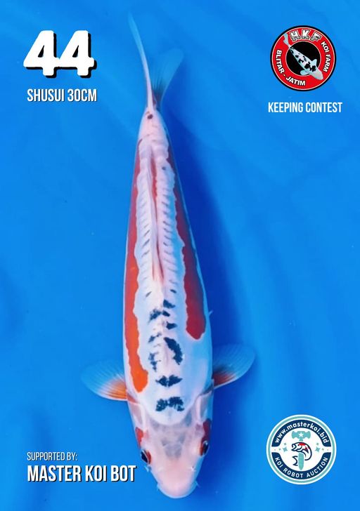 Lelang Koi Online, Jual Beli Ikan Koi, Pusat Jual Beli Koi, Info Lelang Koi Hari Ini, Platform Jual Beli Koi, Jual Beli Ikan Koi Online, Marketplace Ikan Koi, Jual Koi Terbaik, Tempat Beli Koi Berkualitas, Pasar Ikan Koi Online Terpercaya, Penjual Ikan Koi Terpercaya, Beli Koi Hias Online, Ikan Koi untuk Dijual, Koi Kualitas Terbaik, Toko Online Ikan Koi, Koi Hias Untuk Dijual, Jual Beli Ikan Koi Lokal, Koi Indonesia Online, Pusat Jual Beli Koi Terbesar
