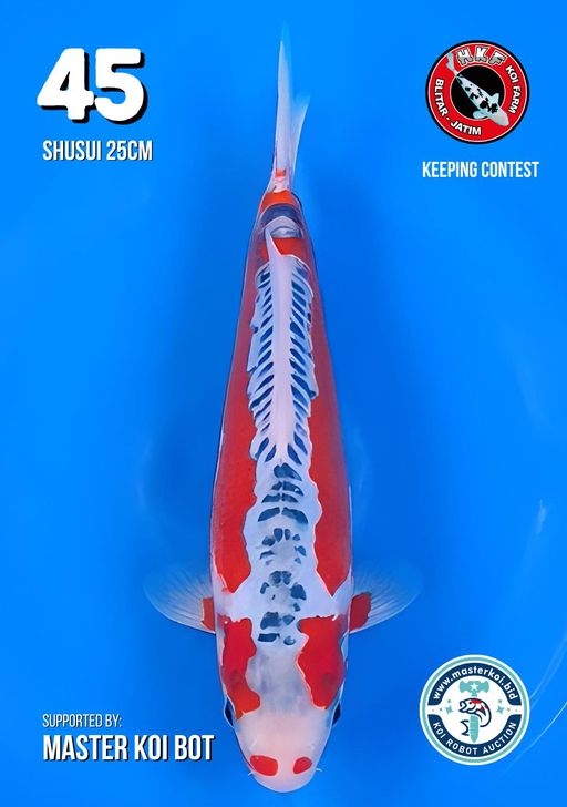 Lelang Koi Online, Jual Beli Ikan Koi, Pusat Jual Beli Koi, Info Lelang Koi Hari Ini, Platform Jual Beli Koi, Jual Beli Ikan Koi Online, Marketplace Ikan Koi, Jual Koi Terbaik, Tempat Beli Koi Berkualitas, Pasar Ikan Koi Online Terpercaya, Penjual Ikan Koi Terpercaya, Beli Koi Hias Online, Ikan Koi untuk Dijual, Koi Kualitas Terbaik, Toko Online Ikan Koi, Koi Hias Untuk Dijual, Jual Beli Ikan Koi Lokal, Koi Indonesia Online, Pusat Jual Beli Koi Terbesar