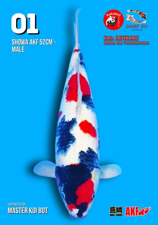 Lelang Koi Online, Jual Beli Ikan Koi, Pusat Jual Beli Koi, Info Lelang Koi Hari Ini, Platform Jual Beli Koi, Jual Beli Ikan Koi Online, Marketplace Ikan Koi, Jual Koi Terbaik, Tempat Beli Koi Berkualitas, Pasar Ikan Koi Online Terpercaya, Penjual Ikan Koi Terpercaya, Beli Koi Hias Online, Ikan Koi untuk Dijual, Koi Kualitas Terbaik, Toko Online Ikan Koi, Koi Hias Untuk Dijual, Jual Beli Ikan Koi Lokal, Koi Indonesia Online, Pusat Jual Beli Koi Terbesar