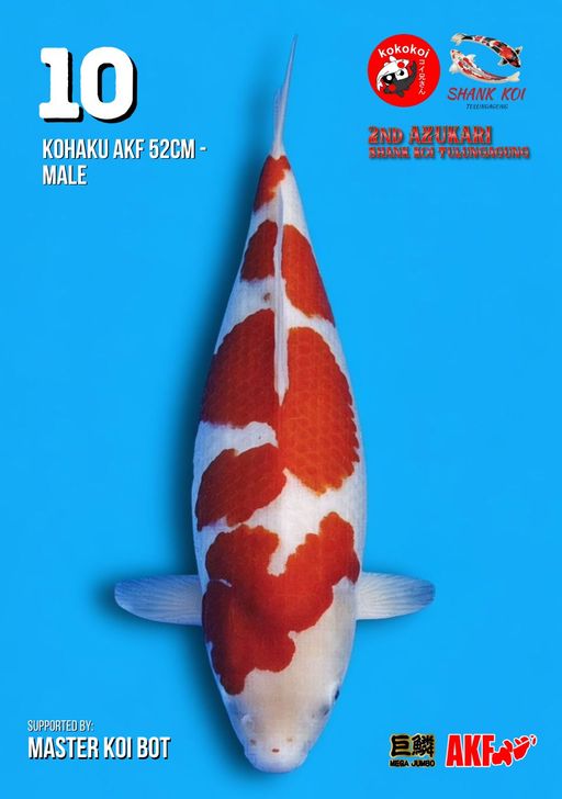 Lelang Koi Online, Jual Beli Ikan Koi, Pusat Jual Beli Koi, Info Lelang Koi Hari Ini, Platform Jual Beli Koi, Jual Beli Ikan Koi Online, Marketplace Ikan Koi, Jual Koi Terbaik, Tempat Beli Koi Berkualitas, Pasar Ikan Koi Online Terpercaya, Penjual Ikan Koi Terpercaya, Beli Koi Hias Online, Ikan Koi untuk Dijual, Koi Kualitas Terbaik, Toko Online Ikan Koi, Koi Hias Untuk Dijual, Jual Beli Ikan Koi Lokal, Koi Indonesia Online, Pusat Jual Beli Koi Terbesar