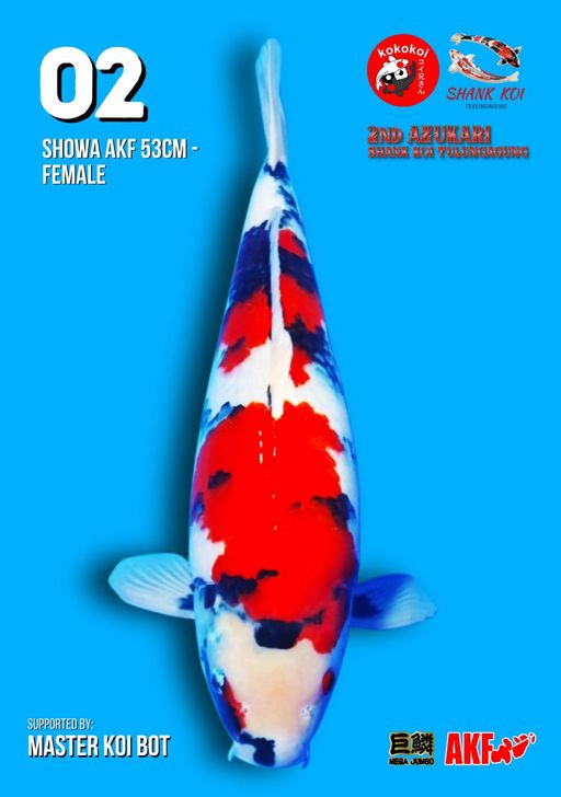 Lelang Koi Online, Jual Beli Ikan Koi, Pusat Jual Beli Koi, Info Lelang Koi Hari Ini, Platform Jual Beli Koi, Jual Beli Ikan Koi Online, Marketplace Ikan Koi, Jual Koi Terbaik, Tempat Beli Koi Berkualitas, Pasar Ikan Koi Online Terpercaya, Penjual Ikan Koi Terpercaya, Beli Koi Hias Online, Ikan Koi untuk Dijual, Koi Kualitas Terbaik, Toko Online Ikan Koi, Koi Hias Untuk Dijual, Jual Beli Ikan Koi Lokal, Koi Indonesia Online, Pusat Jual Beli Koi Terbesar