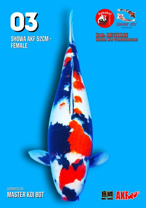 Lelang Koi Online, Jual Beli Ikan Koi, Pusat Jual Beli Koi, Info Lelang Koi Hari Ini, Platform Jual Beli Koi, Jual Beli Ikan Koi Online, Marketplace Ikan Koi, Jual Koi Terbaik, Tempat Beli Koi Berkualitas, Pasar Ikan Koi Online Terpercaya, Penjual Ikan Koi Terpercaya, Beli Koi Hias Online, Ikan Koi untuk Dijual, Koi Kualitas Terbaik, Toko Online Ikan Koi, Koi Hias Untuk Dijual, Jual Beli Ikan Koi Lokal, Koi Indonesia Online, Pusat Jual Beli Koi Terbesar