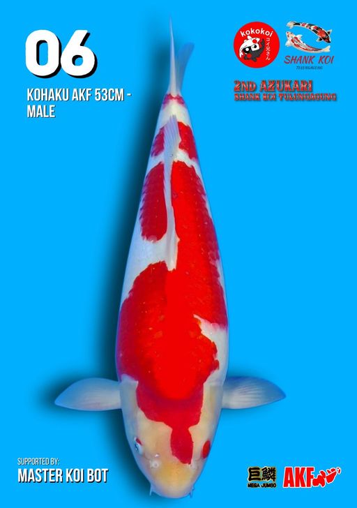 Lelang Koi Online, Jual Beli Ikan Koi, Pusat Jual Beli Koi, Info Lelang Koi Hari Ini, Platform Jual Beli Koi, Jual Beli Ikan Koi Online, Marketplace Ikan Koi, Jual Koi Terbaik, Tempat Beli Koi Berkualitas, Pasar Ikan Koi Online Terpercaya, Penjual Ikan Koi Terpercaya, Beli Koi Hias Online, Ikan Koi untuk Dijual, Koi Kualitas Terbaik, Toko Online Ikan Koi, Koi Hias Untuk Dijual, Jual Beli Ikan Koi Lokal, Koi Indonesia Online, Pusat Jual Beli Koi Terbesar