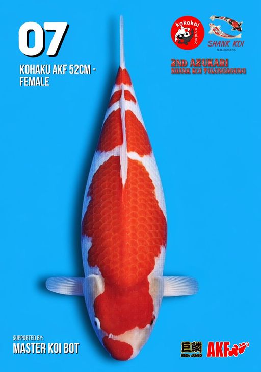 Lelang Koi Online, Jual Beli Ikan Koi, Pusat Jual Beli Koi, Info Lelang Koi Hari Ini, Platform Jual Beli Koi, Jual Beli Ikan Koi Online, Marketplace Ikan Koi, Jual Koi Terbaik, Tempat Beli Koi Berkualitas, Pasar Ikan Koi Online Terpercaya, Penjual Ikan Koi Terpercaya, Beli Koi Hias Online, Ikan Koi untuk Dijual, Koi Kualitas Terbaik, Toko Online Ikan Koi, Koi Hias Untuk Dijual, Jual Beli Ikan Koi Lokal, Koi Indonesia Online, Pusat Jual Beli Koi Terbesar