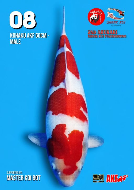 Lelang Koi Online, Jual Beli Ikan Koi, Pusat Jual Beli Koi, Info Lelang Koi Hari Ini, Platform Jual Beli Koi, Jual Beli Ikan Koi Online, Marketplace Ikan Koi, Jual Koi Terbaik, Tempat Beli Koi Berkualitas, Pasar Ikan Koi Online Terpercaya, Penjual Ikan Koi Terpercaya, Beli Koi Hias Online, Ikan Koi untuk Dijual, Koi Kualitas Terbaik, Toko Online Ikan Koi, Koi Hias Untuk Dijual, Jual Beli Ikan Koi Lokal, Koi Indonesia Online, Pusat Jual Beli Koi Terbesar