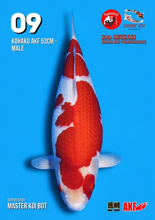 Lelang Koi Online, Jual Beli Ikan Koi, Pusat Jual Beli Koi, Info Lelang Koi Hari Ini, Platform Jual Beli Koi, Jual Beli Ikan Koi Online, Marketplace Ikan Koi, Jual Koi Terbaik, Tempat Beli Koi Berkualitas, Pasar Ikan Koi Online Terpercaya, Penjual Ikan Koi Terpercaya, Beli Koi Hias Online, Ikan Koi untuk Dijual, Koi Kualitas Terbaik, Toko Online Ikan Koi, Koi Hias Untuk Dijual, Jual Beli Ikan Koi Lokal, Koi Indonesia Online, Pusat Jual Beli Koi Terbesar