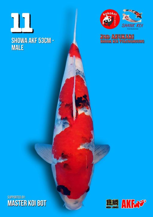 Lelang Koi Online, Jual Beli Ikan Koi, Pusat Jual Beli Koi, Info Lelang Koi Hari Ini, Platform Jual Beli Koi, Jual Beli Ikan Koi Online, Marketplace Ikan Koi, Jual Koi Terbaik, Tempat Beli Koi Berkualitas, Pasar Ikan Koi Online Terpercaya, Penjual Ikan Koi Terpercaya, Beli Koi Hias Online, Ikan Koi untuk Dijual, Koi Kualitas Terbaik, Toko Online Ikan Koi, Koi Hias Untuk Dijual, Jual Beli Ikan Koi Lokal, Koi Indonesia Online, Pusat Jual Beli Koi Terbesar