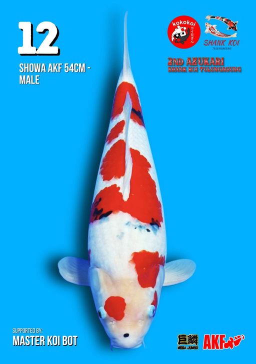 Lelang Koi Online, Jual Beli Ikan Koi, Pusat Jual Beli Koi, Info Lelang Koi Hari Ini, Platform Jual Beli Koi, Jual Beli Ikan Koi Online, Marketplace Ikan Koi, Jual Koi Terbaik, Tempat Beli Koi Berkualitas, Pasar Ikan Koi Online Terpercaya, Penjual Ikan Koi Terpercaya, Beli Koi Hias Online, Ikan Koi untuk Dijual, Koi Kualitas Terbaik, Toko Online Ikan Koi, Koi Hias Untuk Dijual, Jual Beli Ikan Koi Lokal, Koi Indonesia Online, Pusat Jual Beli Koi Terbesar