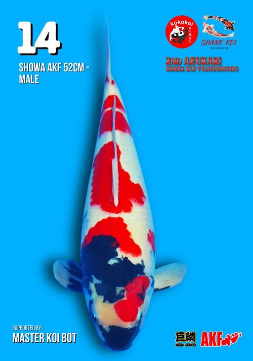 Lelang Koi Online, Jual Beli Ikan Koi, Pusat Jual Beli Koi, Info Lelang Koi Hari Ini, Platform Jual Beli Koi, Jual Beli Ikan Koi Online, Marketplace Ikan Koi, Jual Koi Terbaik, Tempat Beli Koi Berkualitas, Pasar Ikan Koi Online Terpercaya, Penjual Ikan Koi Terpercaya, Beli Koi Hias Online, Ikan Koi untuk Dijual, Koi Kualitas Terbaik, Toko Online Ikan Koi, Koi Hias Untuk Dijual, Jual Beli Ikan Koi Lokal, Koi Indonesia Online, Pusat Jual Beli Koi Terbesar