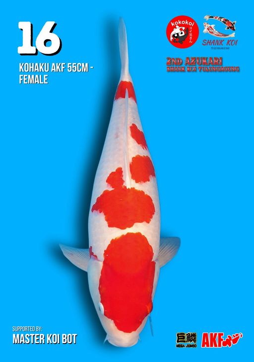 Lelang Koi Online, Jual Beli Ikan Koi, Pusat Jual Beli Koi, Info Lelang Koi Hari Ini, Platform Jual Beli Koi, Jual Beli Ikan Koi Online, Marketplace Ikan Koi, Jual Koi Terbaik, Tempat Beli Koi Berkualitas, Pasar Ikan Koi Online Terpercaya, Penjual Ikan Koi Terpercaya, Beli Koi Hias Online, Ikan Koi untuk Dijual, Koi Kualitas Terbaik, Toko Online Ikan Koi, Koi Hias Untuk Dijual, Jual Beli Ikan Koi Lokal, Koi Indonesia Online, Pusat Jual Beli Koi Terbesar