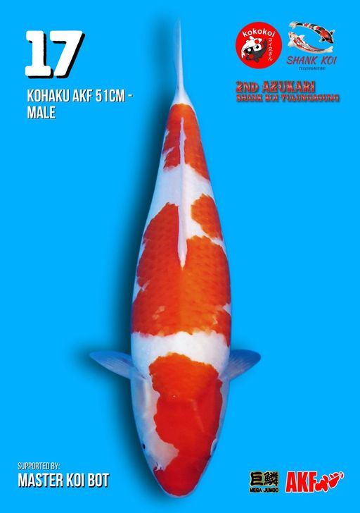 Lelang Koi Online, Jual Beli Ikan Koi, Pusat Jual Beli Koi, Info Lelang Koi Hari Ini, Platform Jual Beli Koi, Jual Beli Ikan Koi Online, Marketplace Ikan Koi, Jual Koi Terbaik, Tempat Beli Koi Berkualitas, Pasar Ikan Koi Online Terpercaya, Penjual Ikan Koi Terpercaya, Beli Koi Hias Online, Ikan Koi untuk Dijual, Koi Kualitas Terbaik, Toko Online Ikan Koi, Koi Hias Untuk Dijual, Jual Beli Ikan Koi Lokal, Koi Indonesia Online, Pusat Jual Beli Koi Terbesar