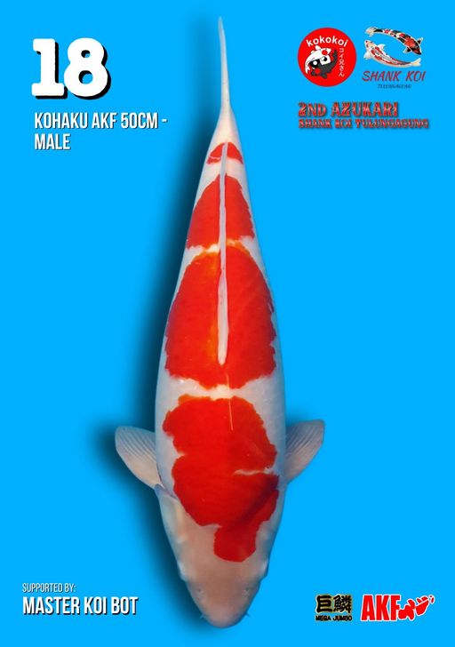 Lelang Koi Online, Jual Beli Ikan Koi, Pusat Jual Beli Koi, Info Lelang Koi Hari Ini, Platform Jual Beli Koi, Jual Beli Ikan Koi Online, Marketplace Ikan Koi, Jual Koi Terbaik, Tempat Beli Koi Berkualitas, Pasar Ikan Koi Online Terpercaya, Penjual Ikan Koi Terpercaya, Beli Koi Hias Online, Ikan Koi untuk Dijual, Koi Kualitas Terbaik, Toko Online Ikan Koi, Koi Hias Untuk Dijual, Jual Beli Ikan Koi Lokal, Koi Indonesia Online, Pusat Jual Beli Koi Terbesar