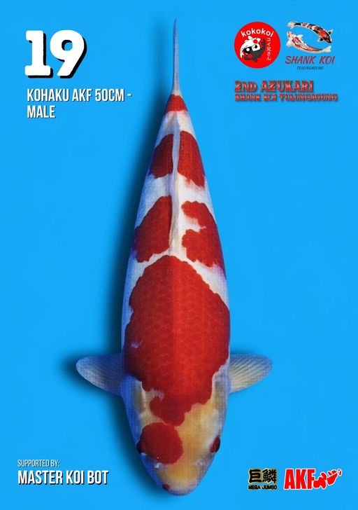 Lelang Koi Online, Jual Beli Ikan Koi, Pusat Jual Beli Koi, Info Lelang Koi Hari Ini, Platform Jual Beli Koi, Jual Beli Ikan Koi Online, Marketplace Ikan Koi, Jual Koi Terbaik, Tempat Beli Koi Berkualitas, Pasar Ikan Koi Online Terpercaya, Penjual Ikan Koi Terpercaya, Beli Koi Hias Online, Ikan Koi untuk Dijual, Koi Kualitas Terbaik, Toko Online Ikan Koi, Koi Hias Untuk Dijual, Jual Beli Ikan Koi Lokal, Koi Indonesia Online, Pusat Jual Beli Koi Terbesar