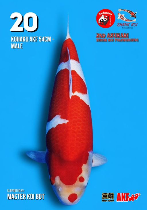 Lelang Koi Online, Jual Beli Ikan Koi, Pusat Jual Beli Koi, Info Lelang Koi Hari Ini, Platform Jual Beli Koi, Jual Beli Ikan Koi Online, Marketplace Ikan Koi, Jual Koi Terbaik, Tempat Beli Koi Berkualitas, Pasar Ikan Koi Online Terpercaya, Penjual Ikan Koi Terpercaya, Beli Koi Hias Online, Ikan Koi untuk Dijual, Koi Kualitas Terbaik, Toko Online Ikan Koi, Koi Hias Untuk Dijual, Jual Beli Ikan Koi Lokal, Koi Indonesia Online, Pusat Jual Beli Koi Terbesar