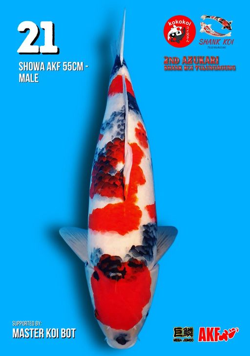 Lelang Koi Online, Jual Beli Ikan Koi, Pusat Jual Beli Koi, Info Lelang Koi Hari Ini, Platform Jual Beli Koi, Jual Beli Ikan Koi Online, Marketplace Ikan Koi, Jual Koi Terbaik, Tempat Beli Koi Berkualitas, Pasar Ikan Koi Online Terpercaya, Penjual Ikan Koi Terpercaya, Beli Koi Hias Online, Ikan Koi untuk Dijual, Koi Kualitas Terbaik, Toko Online Ikan Koi, Koi Hias Untuk Dijual, Jual Beli Ikan Koi Lokal, Koi Indonesia Online, Pusat Jual Beli Koi Terbesar