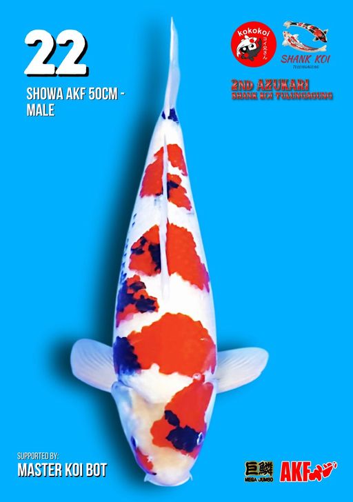 Lelang Koi Online, Jual Beli Ikan Koi, Pusat Jual Beli Koi, Info Lelang Koi Hari Ini, Platform Jual Beli Koi, Jual Beli Ikan Koi Online, Marketplace Ikan Koi, Jual Koi Terbaik, Tempat Beli Koi Berkualitas, Pasar Ikan Koi Online Terpercaya, Penjual Ikan Koi Terpercaya, Beli Koi Hias Online, Ikan Koi untuk Dijual, Koi Kualitas Terbaik, Toko Online Ikan Koi, Koi Hias Untuk Dijual, Jual Beli Ikan Koi Lokal, Koi Indonesia Online, Pusat Jual Beli Koi Terbesar