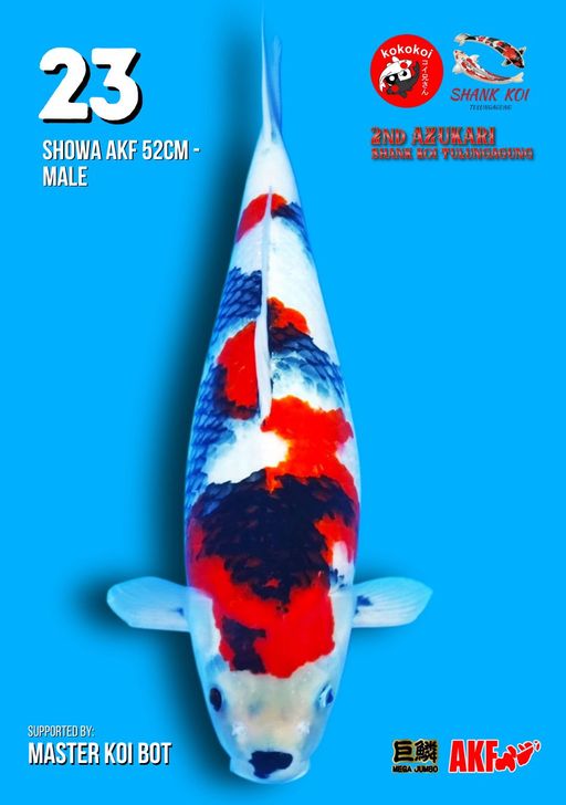 Lelang Koi Online, Jual Beli Ikan Koi, Pusat Jual Beli Koi, Info Lelang Koi Hari Ini, Platform Jual Beli Koi, Jual Beli Ikan Koi Online, Marketplace Ikan Koi, Jual Koi Terbaik, Tempat Beli Koi Berkualitas, Pasar Ikan Koi Online Terpercaya, Penjual Ikan Koi Terpercaya, Beli Koi Hias Online, Ikan Koi untuk Dijual, Koi Kualitas Terbaik, Toko Online Ikan Koi, Koi Hias Untuk Dijual, Jual Beli Ikan Koi Lokal, Koi Indonesia Online, Pusat Jual Beli Koi Terbesar