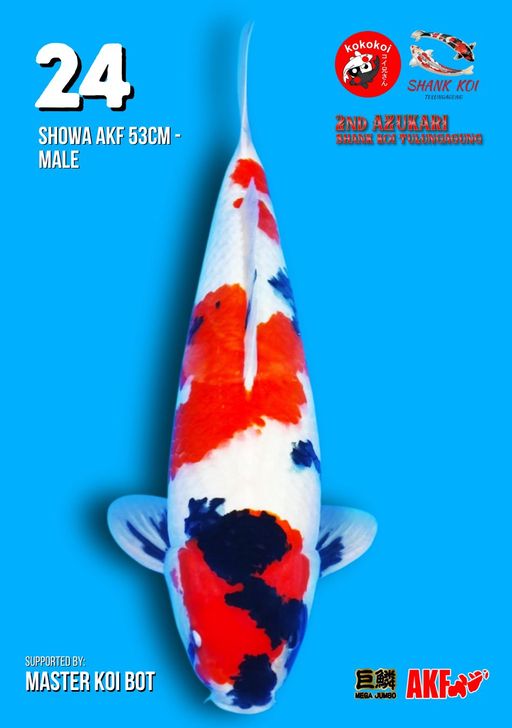 Lelang Koi Online, Jual Beli Ikan Koi, Pusat Jual Beli Koi, Info Lelang Koi Hari Ini, Platform Jual Beli Koi, Jual Beli Ikan Koi Online, Marketplace Ikan Koi, Jual Koi Terbaik, Tempat Beli Koi Berkualitas, Pasar Ikan Koi Online Terpercaya, Penjual Ikan Koi Terpercaya, Beli Koi Hias Online, Ikan Koi untuk Dijual, Koi Kualitas Terbaik, Toko Online Ikan Koi, Koi Hias Untuk Dijual, Jual Beli Ikan Koi Lokal, Koi Indonesia Online, Pusat Jual Beli Koi Terbesar