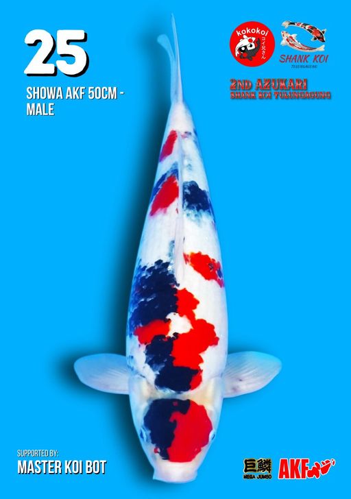 Lelang Koi Online, Jual Beli Ikan Koi, Pusat Jual Beli Koi, Info Lelang Koi Hari Ini, Platform Jual Beli Koi, Jual Beli Ikan Koi Online, Marketplace Ikan Koi, Jual Koi Terbaik, Tempat Beli Koi Berkualitas, Pasar Ikan Koi Online Terpercaya, Penjual Ikan Koi Terpercaya, Beli Koi Hias Online, Ikan Koi untuk Dijual, Koi Kualitas Terbaik, Toko Online Ikan Koi, Koi Hias Untuk Dijual, Jual Beli Ikan Koi Lokal, Koi Indonesia Online, Pusat Jual Beli Koi Terbesar