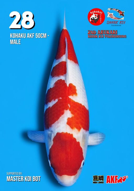 Lelang Koi Online, Jual Beli Ikan Koi, Pusat Jual Beli Koi, Info Lelang Koi Hari Ini, Platform Jual Beli Koi, Jual Beli Ikan Koi Online, Marketplace Ikan Koi, Jual Koi Terbaik, Tempat Beli Koi Berkualitas, Pasar Ikan Koi Online Terpercaya, Penjual Ikan Koi Terpercaya, Beli Koi Hias Online, Ikan Koi untuk Dijual, Koi Kualitas Terbaik, Toko Online Ikan Koi, Koi Hias Untuk Dijual, Jual Beli Ikan Koi Lokal, Koi Indonesia Online, Pusat Jual Beli Koi Terbesar