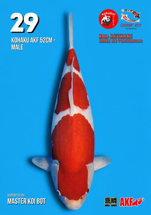 Lelang Koi Online, Jual Beli Ikan Koi, Pusat Jual Beli Koi, Info Lelang Koi Hari Ini, Platform Jual Beli Koi, Jual Beli Ikan Koi Online, Marketplace Ikan Koi, Jual Koi Terbaik, Tempat Beli Koi Berkualitas, Pasar Ikan Koi Online Terpercaya, Penjual Ikan Koi Terpercaya, Beli Koi Hias Online, Ikan Koi untuk Dijual, Koi Kualitas Terbaik, Toko Online Ikan Koi, Koi Hias Untuk Dijual, Jual Beli Ikan Koi Lokal, Koi Indonesia Online, Pusat Jual Beli Koi Terbesar